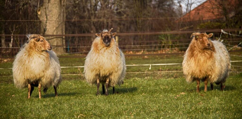 Schapen in de wei